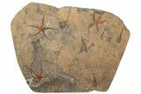 Plate Of Fossil Brittle Stars, Carpoids & Crinoids - Morocco #189917-1